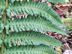 Dryopteris affinis
