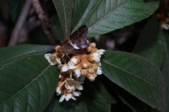 Aguna asander asander