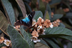 Astraptes fulgerator azul