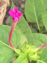 Mirabilis jalapa