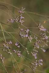 Limonium vulgare