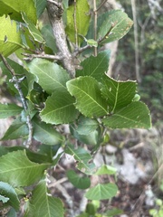 Maytenus undata