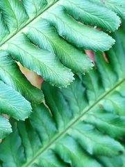 Dryopteris affinis
