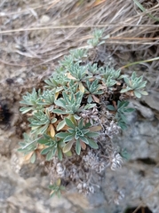 Schivereckia podolica