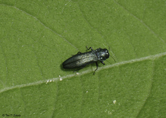 Agrilus cyanescens