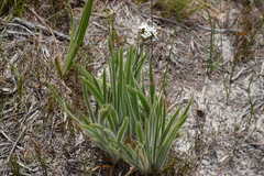 Corymbium villosum