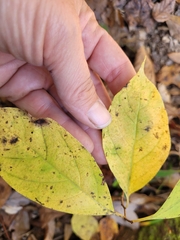 Styrax americanus