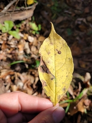 Styrax americanus