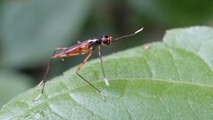 Micropezidae