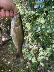 Micropterus dolomieu