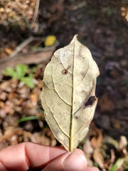 Styrax americanus
