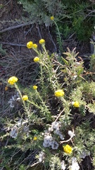 Helichrysum cymosum