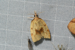 Sparganothis xanthoides