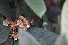 Aguna asander asander