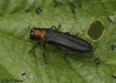 Agrilus ruficollis