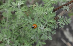 Coccinella septempunctata