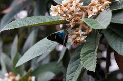 Astraptes fulgerator azul