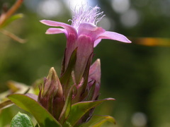 Gentianella anisodonta