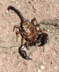 Euscorpius italicus