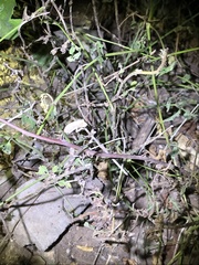 Rieppeleon kerstenii