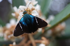 Astraptes fulgerator azul