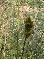 Carex fracta