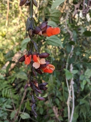 Thunbergia coccinea