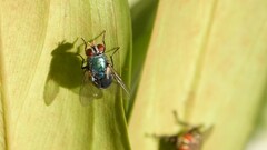 Lucilia eximia