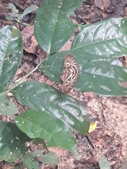 Catuna angustatum