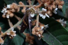 Aguna asander asander