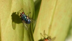 Lucilia eximia