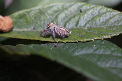 Phidippus arizonensis