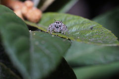Phidippus arizonensis