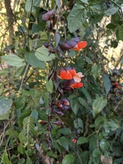 Thunbergia coccinea