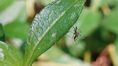 Armigeres subalbatus