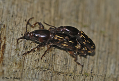 Arrhenodes minutus