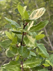 Apodytes dimidiata dimidiata