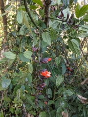 Thunbergia coccinea