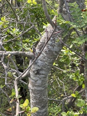 Apodytes dimidiata dimidiata