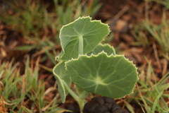 Senecio oxyriifolius