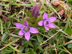 Gentianella anisodonta