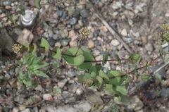 Lepidium perfoliatum