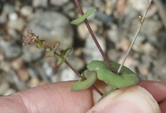 Lepidium perfoliatum