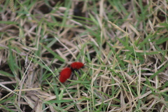 Dasymutilla erythrina