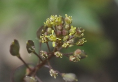 Lepidium perfoliatum