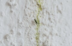 Ilnacora