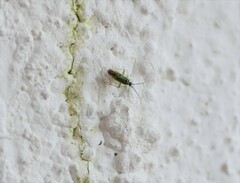 Ilnacora