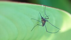 Armigeres subalbatus