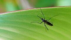 Armigeres subalbatus