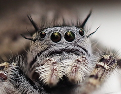 Phidippus mystaceus
